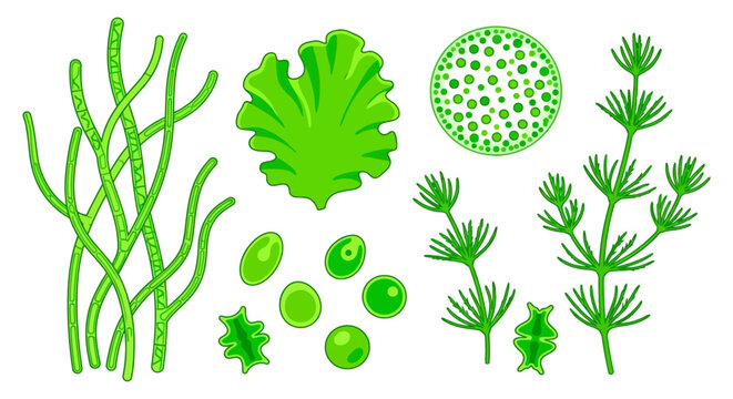 Green algae collection vector illustration on white background