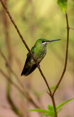 Fototapeta premium Green crowned brilliant (female) perched on a branch
