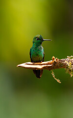 Fototapeta premium Perched green crowned brilliant (juvenile) 