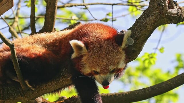 The red panda, Ailurus fulgens, also called the lesser panda and the red cat-bear sitting on a tree.