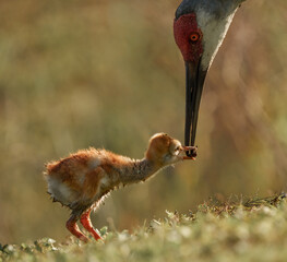 Naklejka premium A sweet moment with Sandhill crane parent feeding the 3 day old chick!