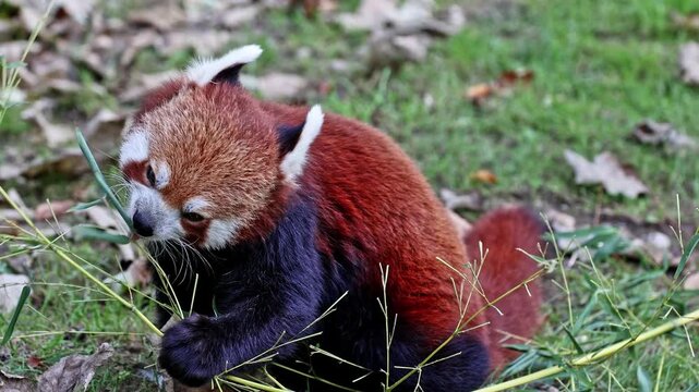 The red panda, Ailurus fulgens, also called the lesser panda and the red cat-bear sitting on a tree.
