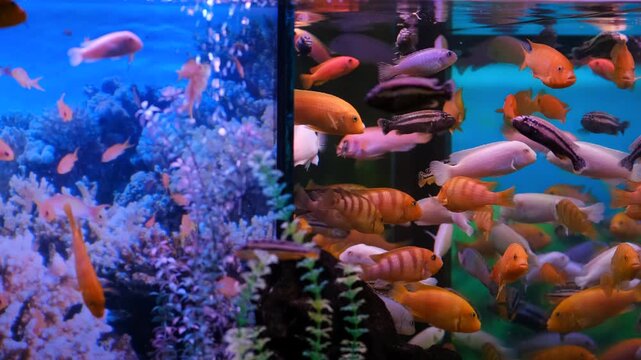 Vibrant scene of many orange and blue cichlid fish swimming in a large tropical aquarium