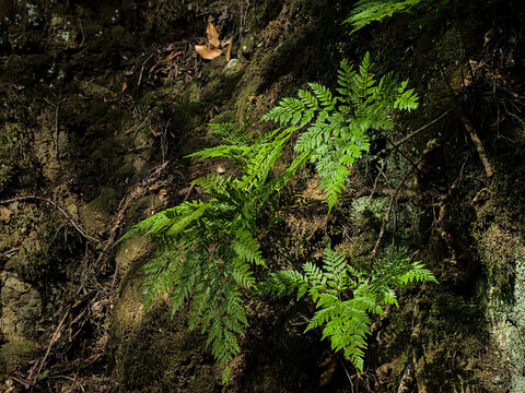 sunny green hare's-foot ferns in Anaga forest, Tenerife, Canary islands, Spain - Davallia canariensis 