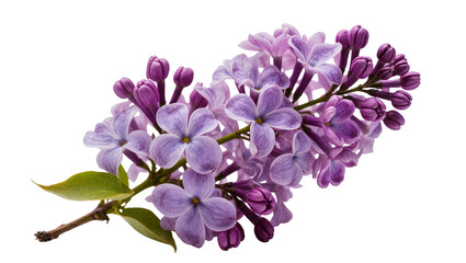 Delicate purple lilac flowers and buds on a branch, isolated on transparent background © Elena