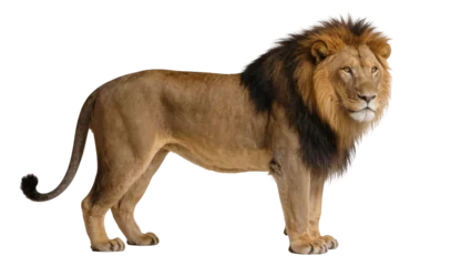 Fotobehang Leeuw Majestic male lion with dark mane standing proud, isolated on transparent background  © Elena