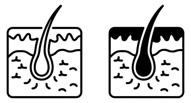 hair follicle sebum gland skin icon