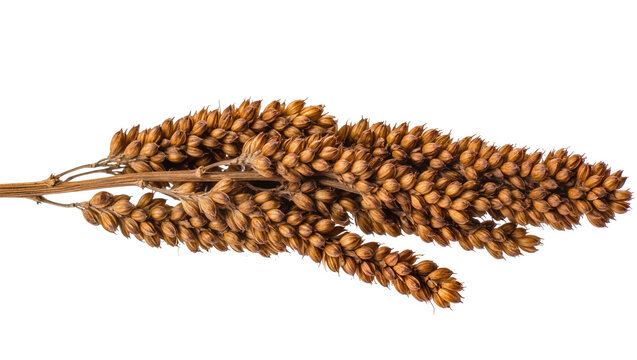 Dried sorghum stalks with numerous small brown seeds, isolated on transparent background