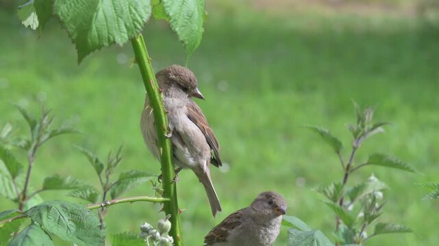 House Sparrow (Passer domesticus) females perched in a bramble bush before flying off. May, Kent, UK [Slow motion x5]
