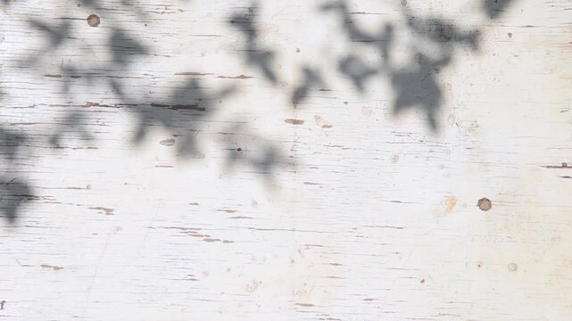 Summer background with plant shadow overlay on vintage wooden wall texture. Aesthetic boho minimalist design. Floral silhouette sunlight abstract pattern, coastal soft style