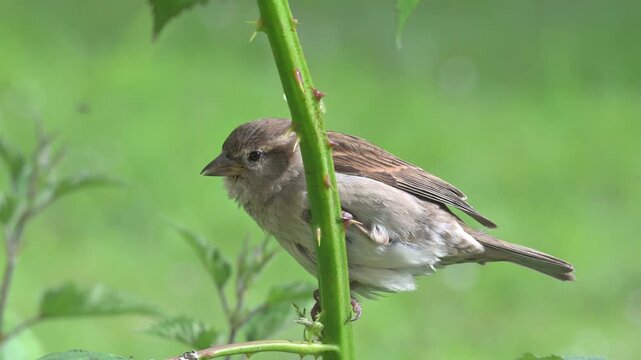 House Sparrow (Passer domesticus) female perched in a bramble bush as a Starling flies around. May, Kent, UK [Slow motion x4]