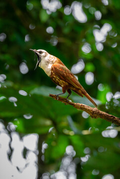 Three wattled bellbird on a rant