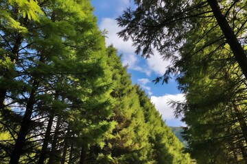 Fototapeta premium Green pine trees line a forest path. Sunlight filters through branches on a clear day. Blue sky with white clouds above nature scene. Peaceful woodland walk.