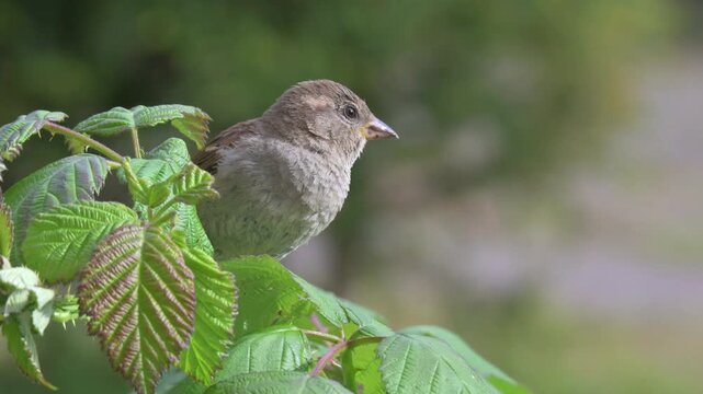House Sparrow (Passer domesticus) female perched in a bramble bush on a windy day. May, Kent, UK [Half speed]