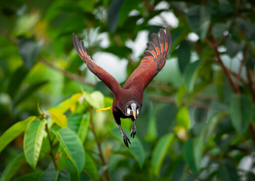 Montezuma oropendola in flying descent