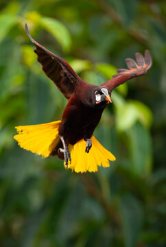 Montezuma oropendola in flight