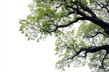 Fototapeta premium Low angle view of a large tree with lush green leaves and textured dark branches isolated on white background