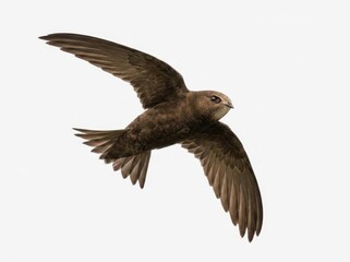 Fototapeta premium Common swift bird flying in clear white sky with wings spread.