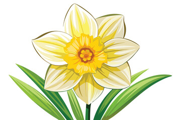 Fototapeta premium daffodil vector on white background