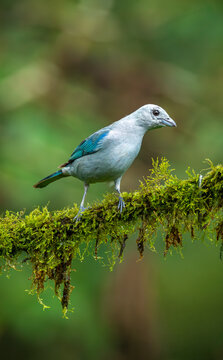 Blue gray tanager on a branch