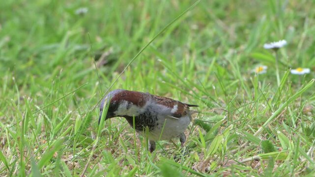 House Sparrow (Passer domesticus) male looking for food on a garden lawn. May, Kent, UK [Half speed]