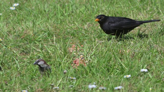 Blackbird (Turdus merula) male eating food left on a garden lawn - with departing House Sparrows. May, Kent, UK [Half speed]