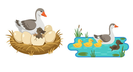 goose with ducklings and eggs colorful vector illustration on white background © rita