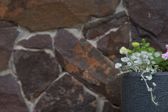 Silver dichondra in pot near rustic stone wall
