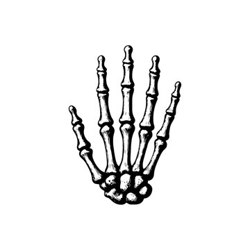Human Skeletal Hand Anatomy Vector Illustration