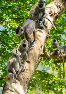 Gray hanuman langurs on a tree. Monkeys in the wild in the jungles of Sri Lanka. Troop of monkeys on trees. Wildlife scene with wild animals.