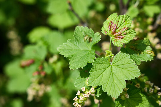 Green Ribes rubrum Garden currant leaves show red puckered blisters from currant blister aphid feeding. These cosmetic galls do not harm fruit yield but distort foliage texture in late spring.