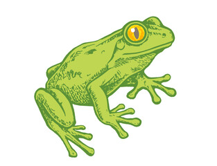 Obraz premium Vector vintage illustration of green frog in retro engraving style. Retro illustration of green toad.