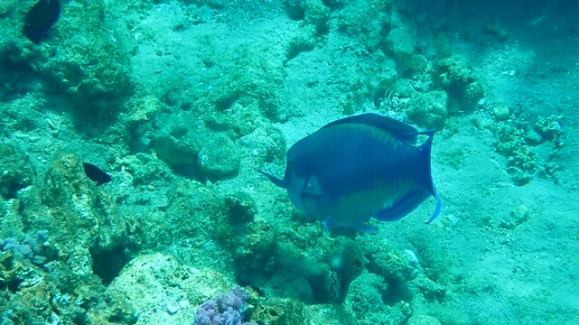 Parrotfish is named due to its beak-like dental bone with strong teeth and brilliant coloration patters, it inhabits coral reefs of the Red Sea together with other exotic fish, Swarthy parrotfish