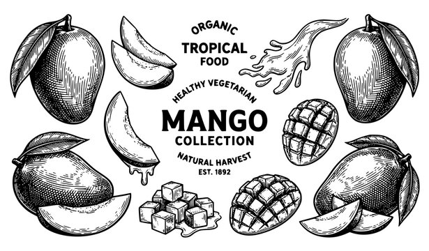 Vintage mango illustration set whole sliced and cubed fruit with botanical elements