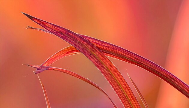 Reddish Autumn Switchgrass Blade in Warm Macro Close-Up with Soft Bokeh Background