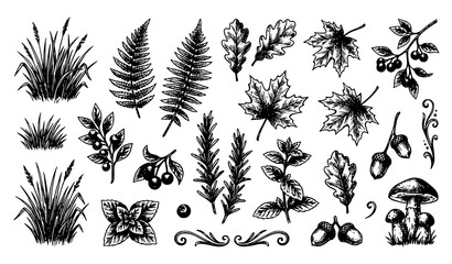 Botanical illustrations of various plants and leaves © Najma