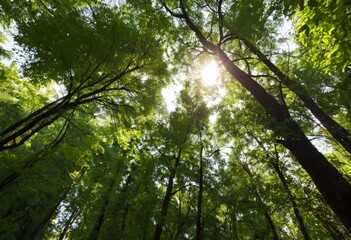 Fototapeta premium Dazzling sunlight and komorebi filtering through the lush green tree canopy