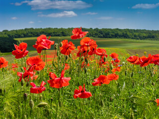 Obraz premium red poppies with beautiful hills and sky