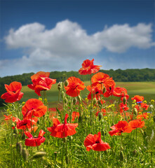 Obraz premium red wild poppies with sunlit petals, blue sky