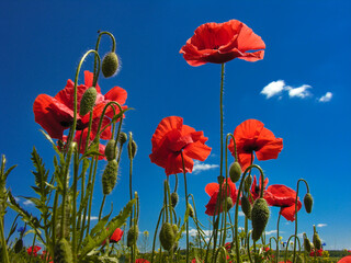 Obraz premium red poppies, sunny petals and buds, hairy stems against a blue sky