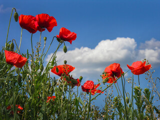 Fototapeta premium wild poppies field, from below, against a of a blue sky with clouds