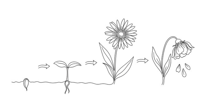 Plant life cycle from seed to bloom to wilting stages.