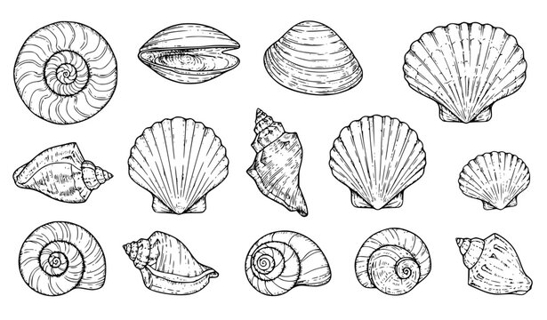 Professional Hand Drawn Seashell Illustration Vector Set for Coastal and Marine Design