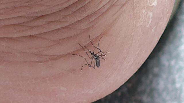 Mosquitoes suck blood from the skin.