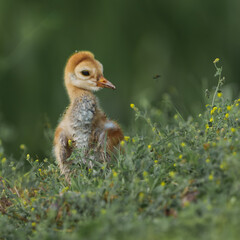 Naklejka premium Newborn sandhill crane chick surrounded by wildflowers