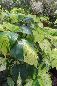 Acalypha wilkesiana green yellow leaves (common name copperleaf) in Florida zoological garden, closeup