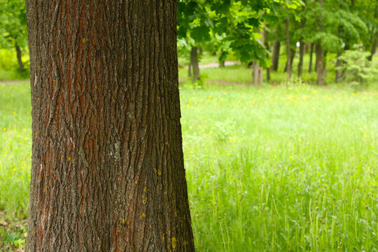Close-up of a large tree trunk with rough bark on a blurred background of a green sunny meadow