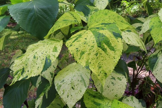 Acalypha wilkesiana green yellow leaves (common name copperleaf) in Florida zoological garden, closeup