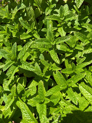 menta © spinetta