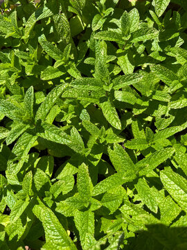 menta